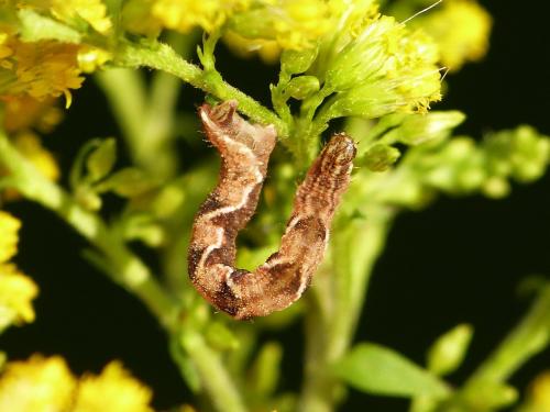 Réf. 201 219 : Eupithecia virgaureata